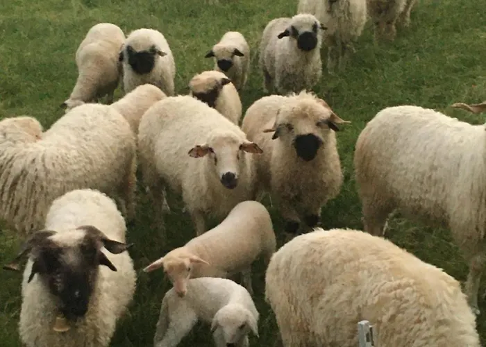 Pod Grapom * Czarna Góra